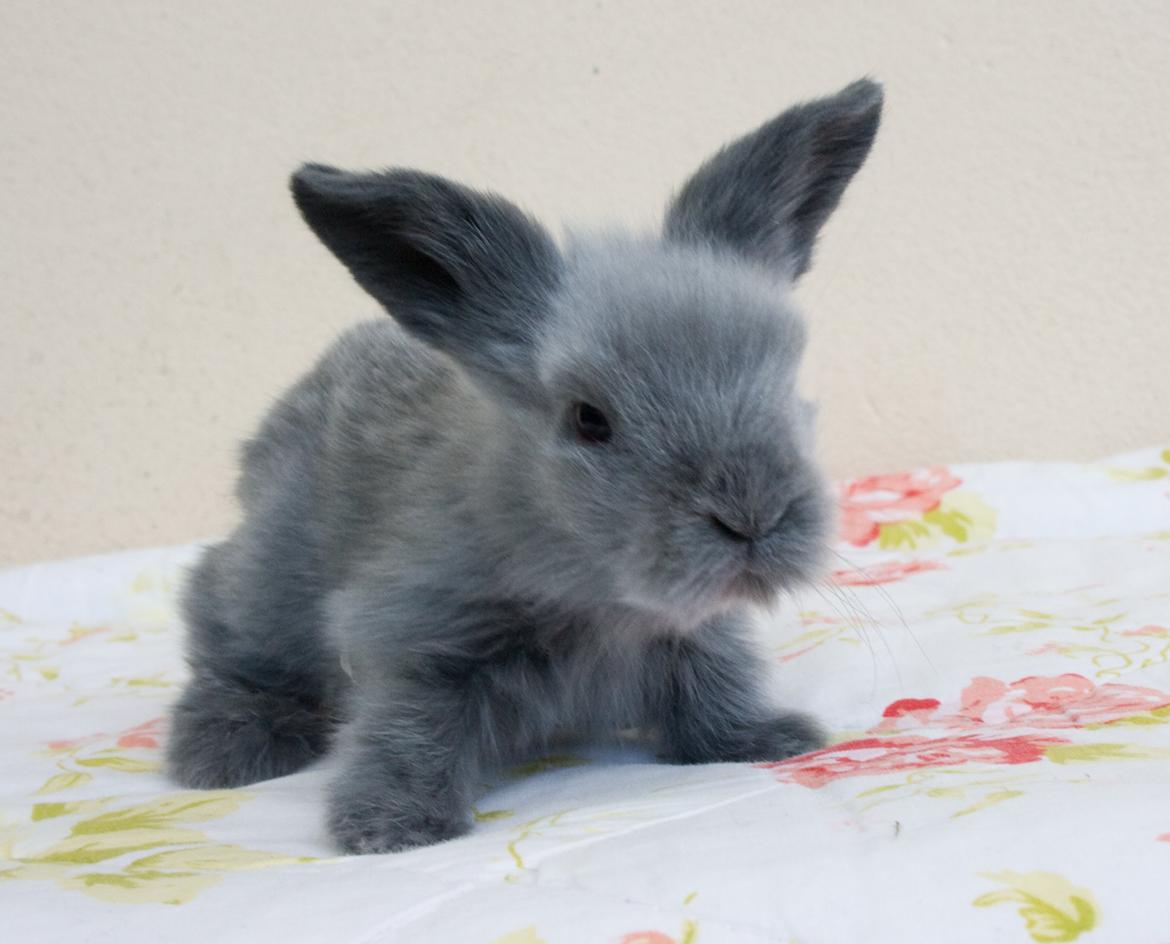 Kanin BlueBunnies AlPi Jon Snow "Blue" billede 23