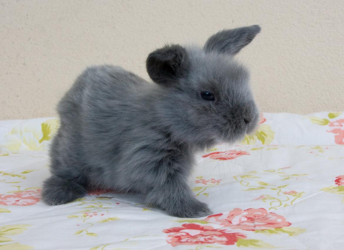 Kanin BlueBunnies AlPi Jon Snow "Blue" billede 26