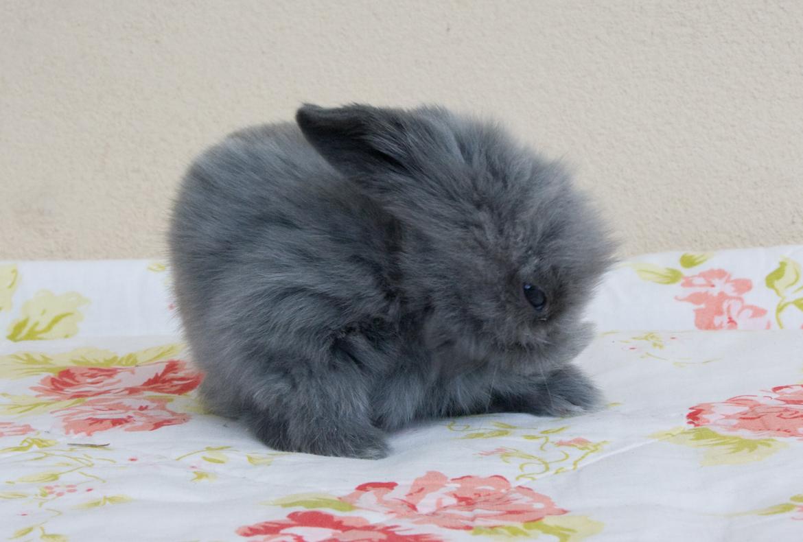 Kanin BlueBunnies AlPi Jon Snow "Blue" billede 25