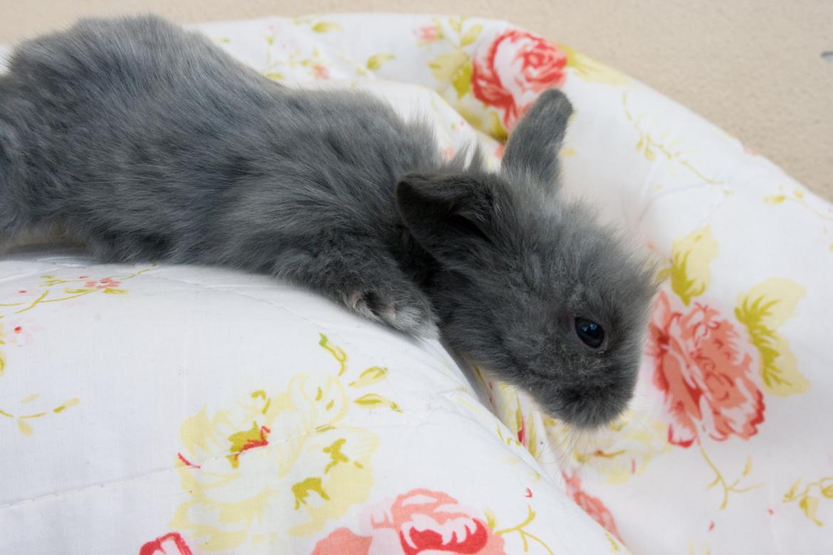 Kanin BlueBunnies AlPi Jon Snow "Blue" billede 28