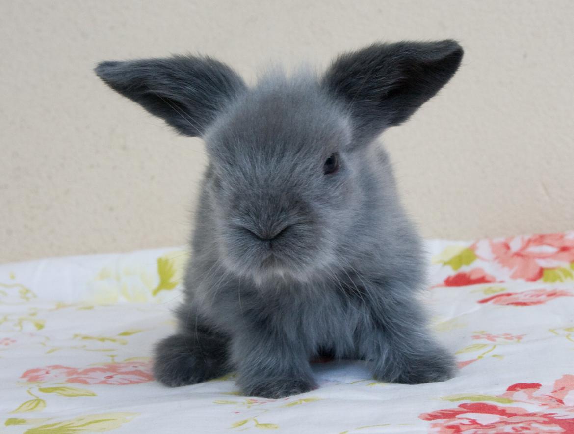 Kanin BlueBunnies AlPi Jon Snow "Blue" billede 27