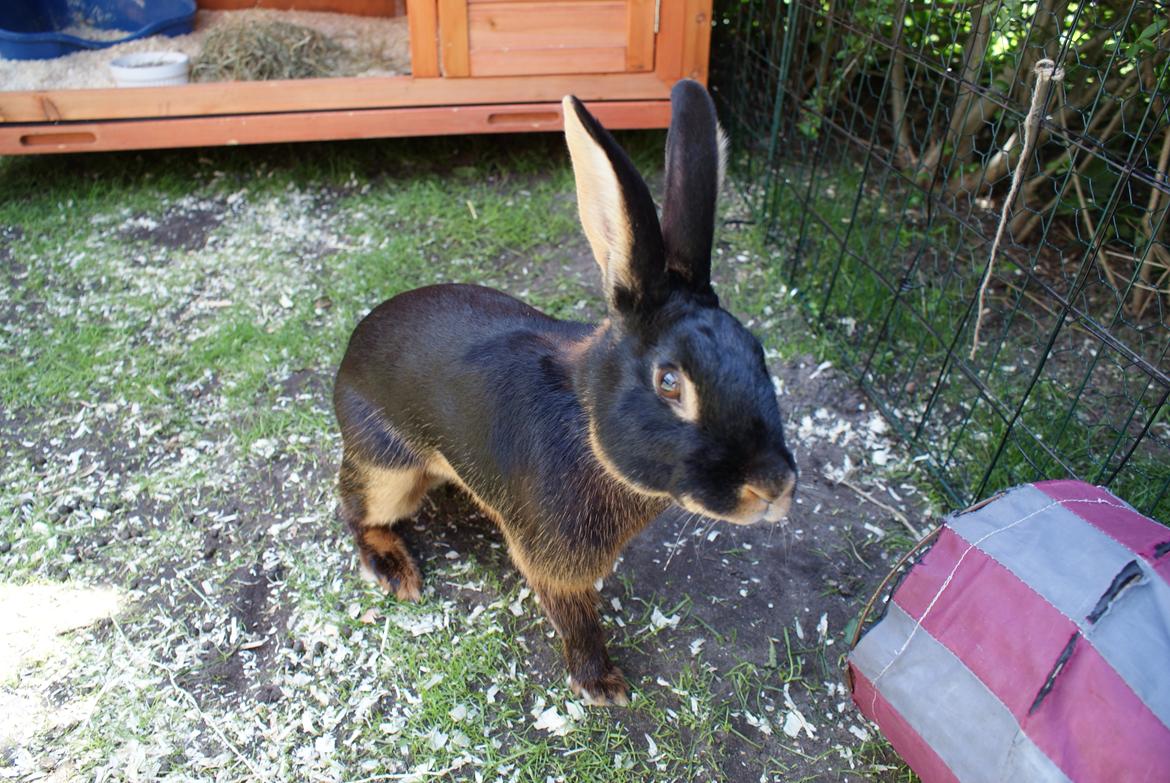 Kanin Eugene billede 1