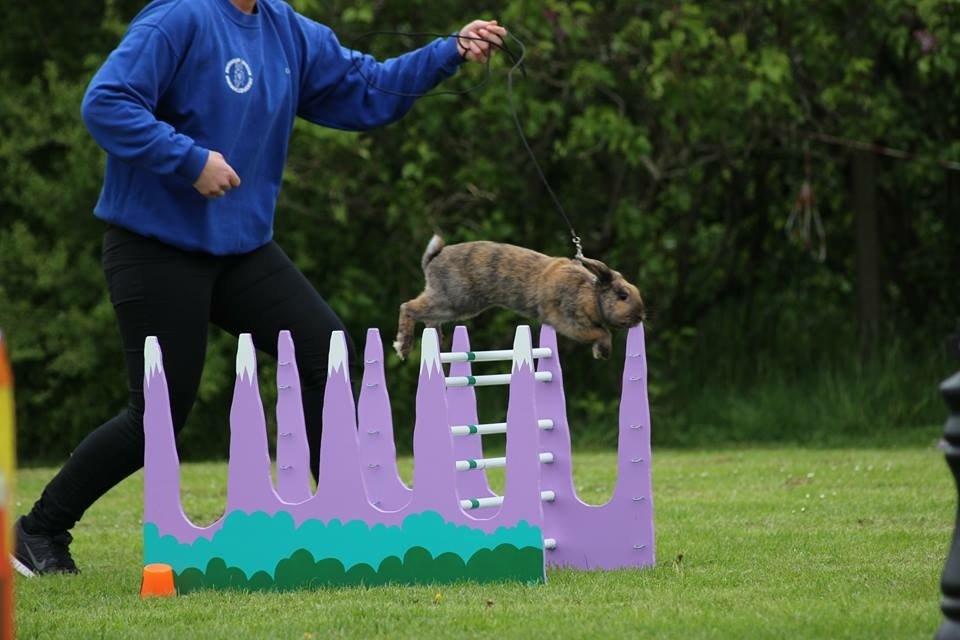 Kanin | Oceans GCh. Dance Into The Light af Bella billede 46