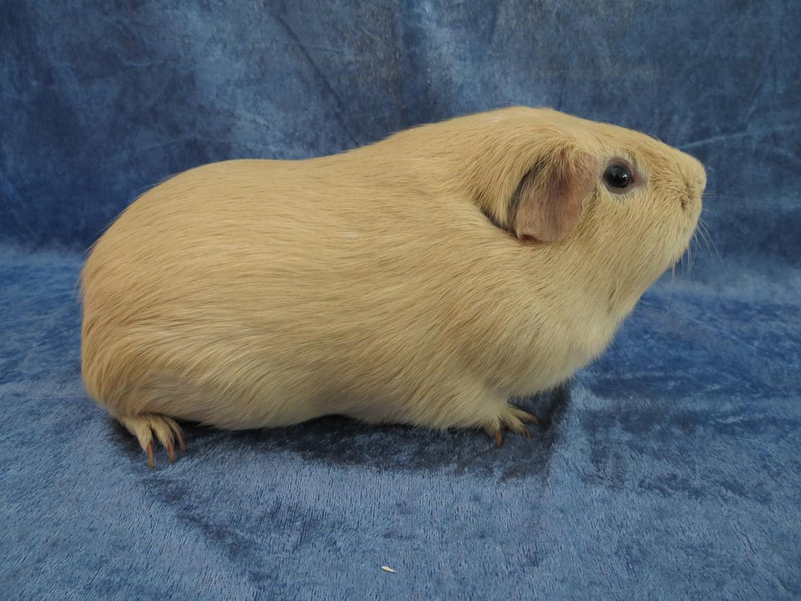 Marsvin Dueholms Zeus billede 1