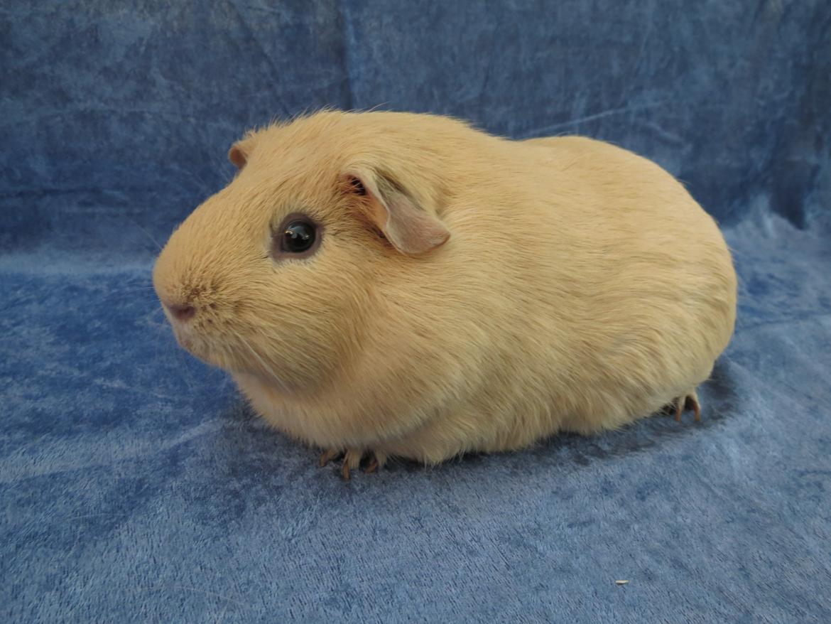 Marsvin Dueholms Zeus billede 3