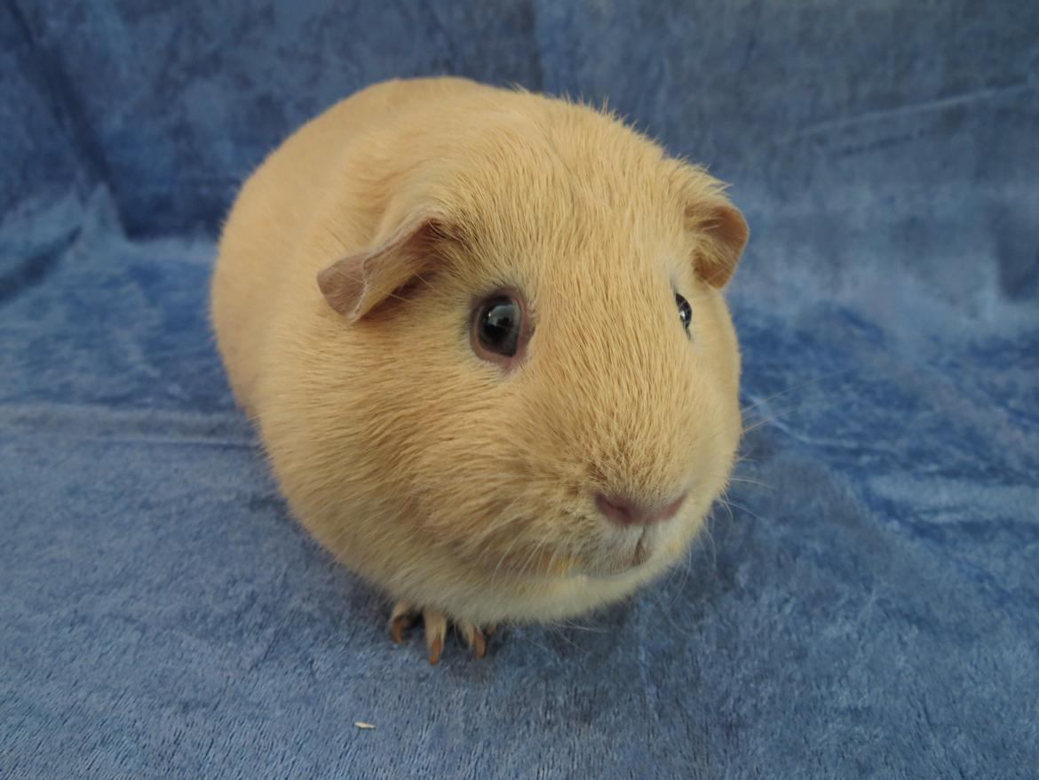 Marsvin Dueholms Zeus billede 4