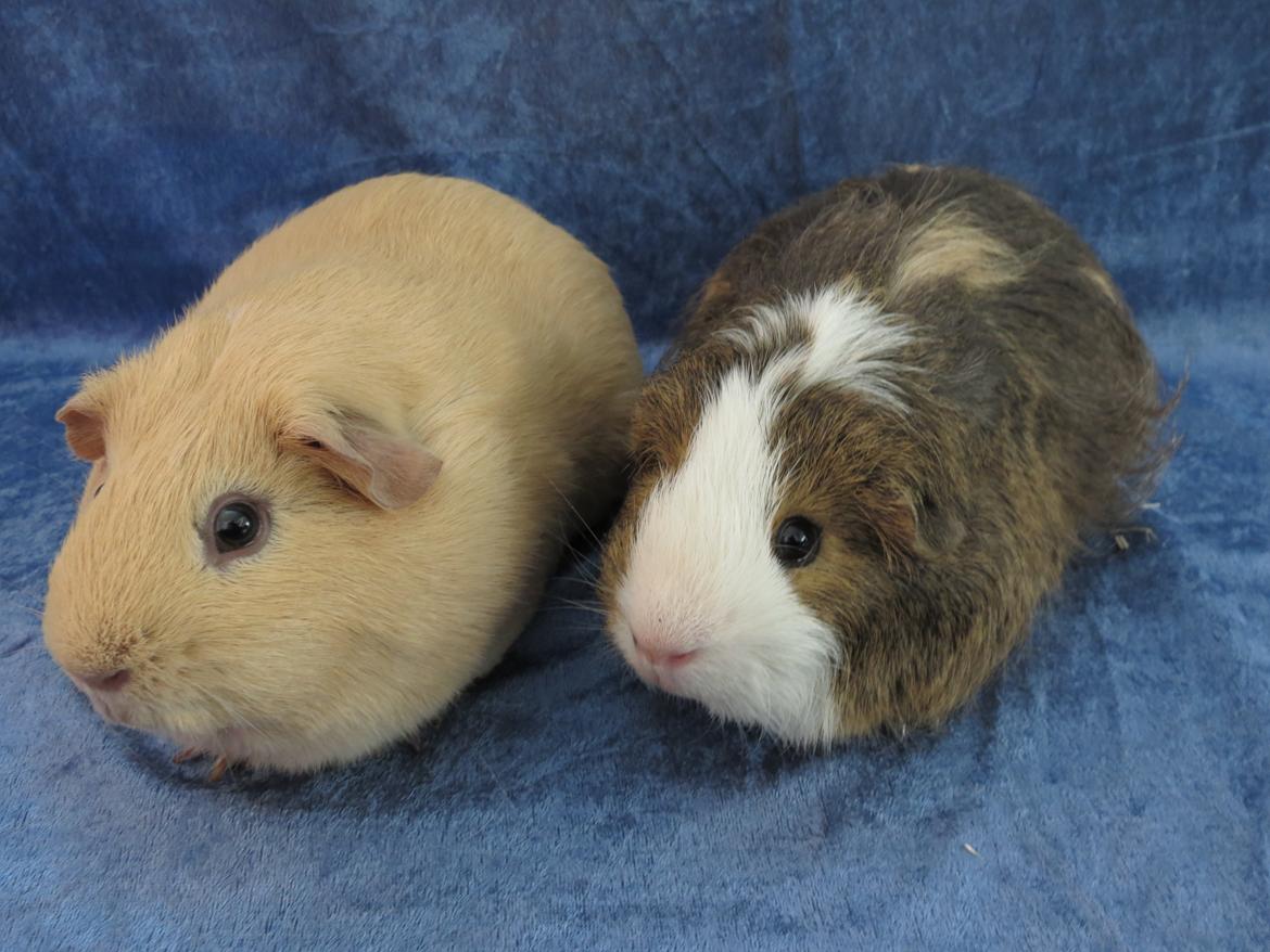 Marsvin Dueholms Zeus billede 5