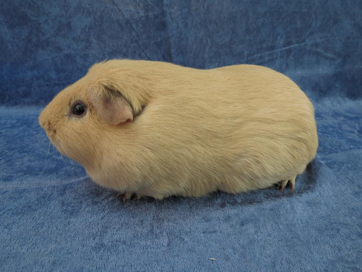 Marsvin Dueholms Zeus billede 2