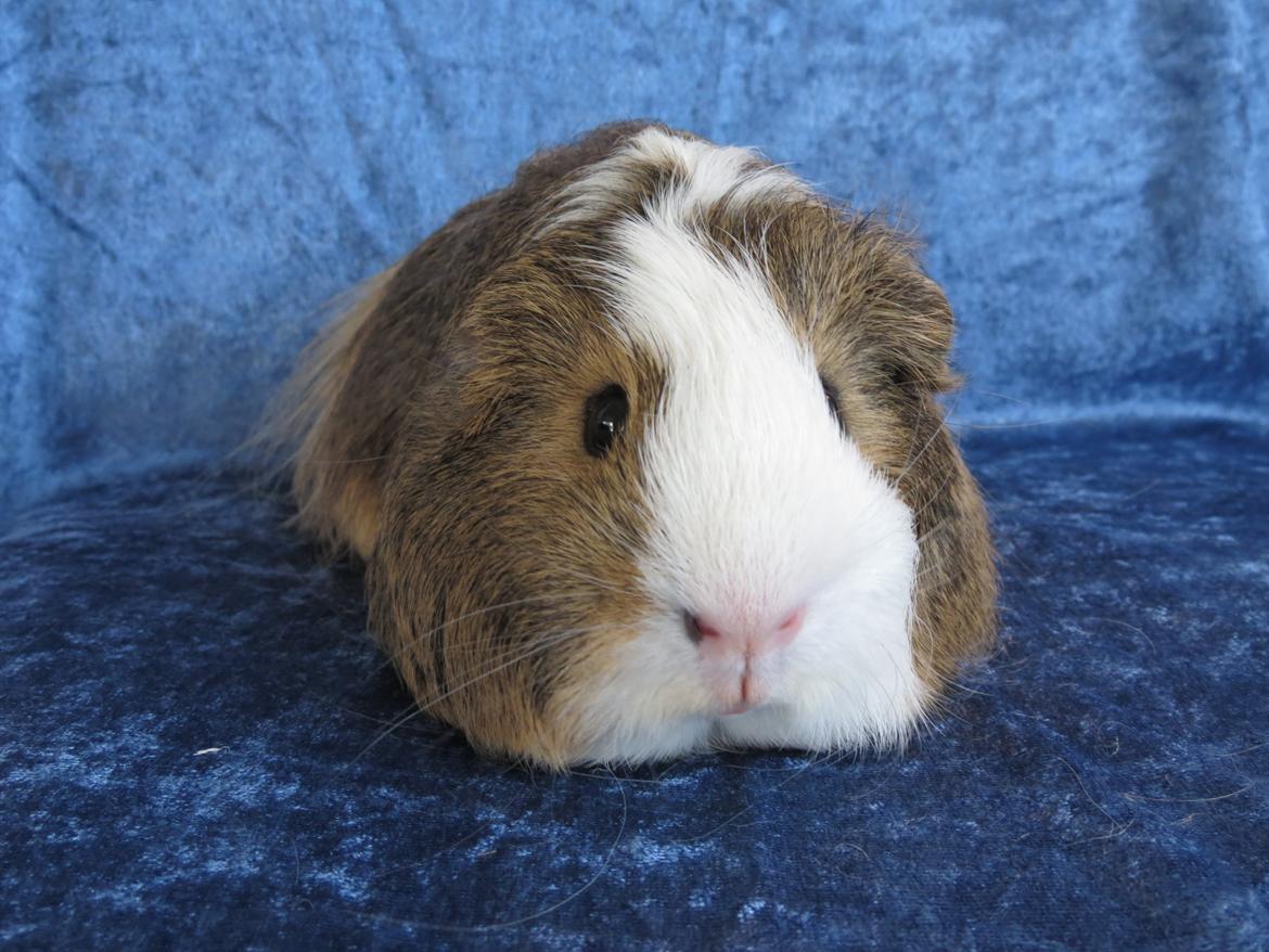 Marsvin Sputnik billede 6