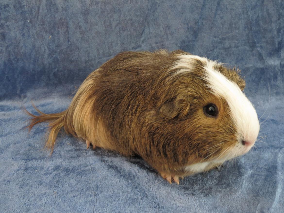 Marsvin Sputnik billede 9