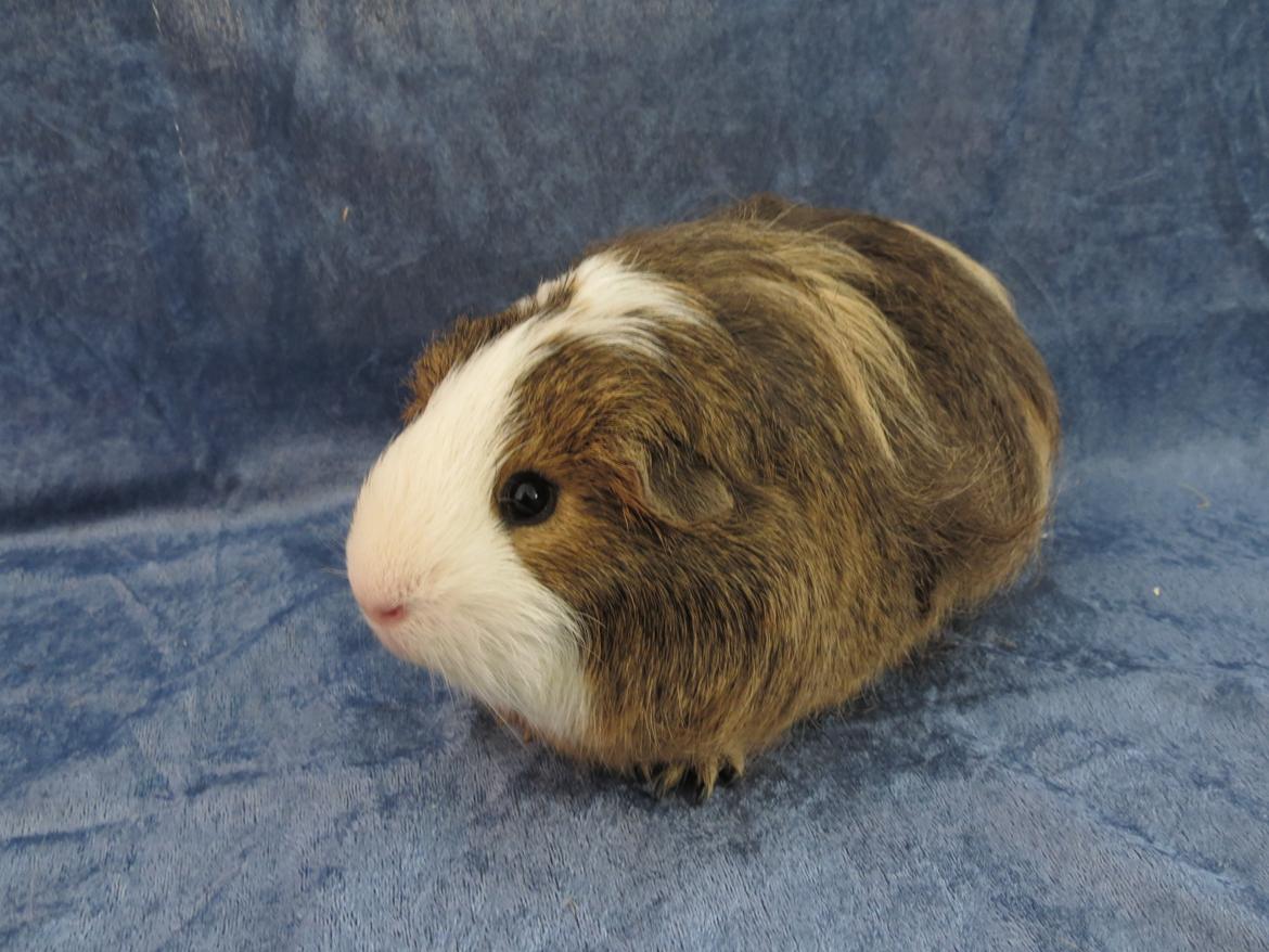 Marsvin Sputnik billede 10