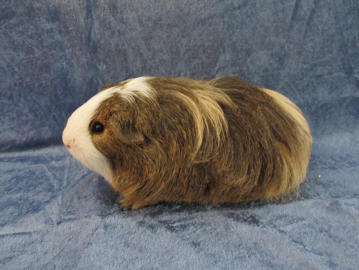 Marsvin Sputnik billede 7