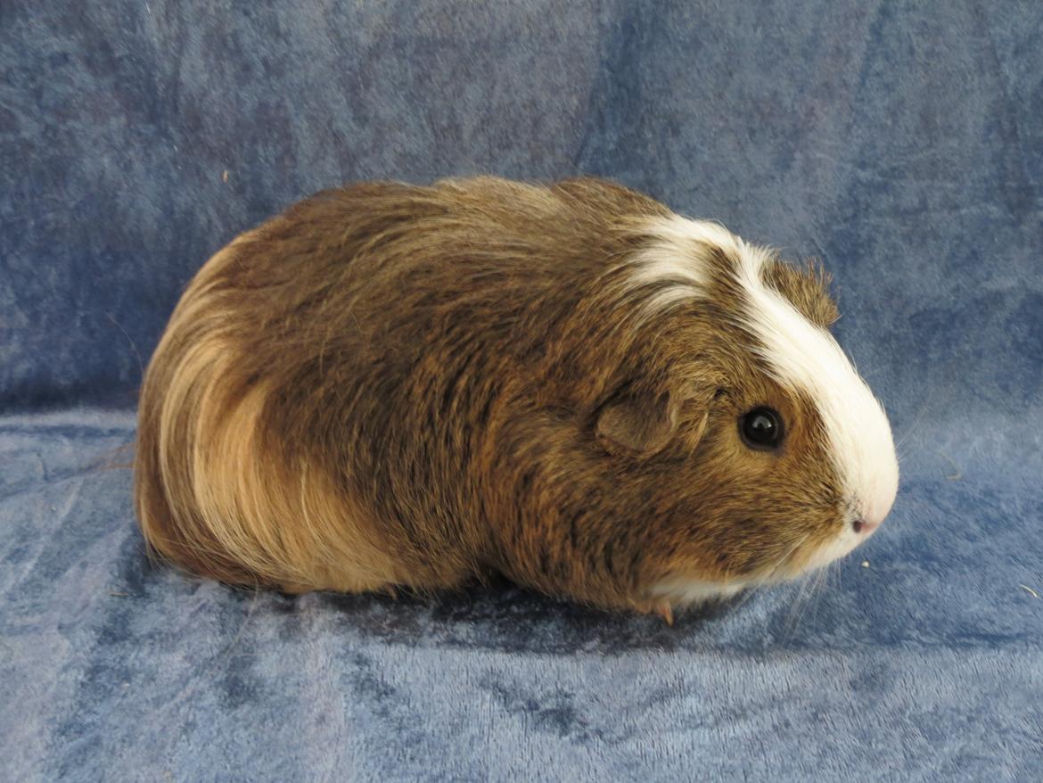 Marsvin Sputnik billede 8