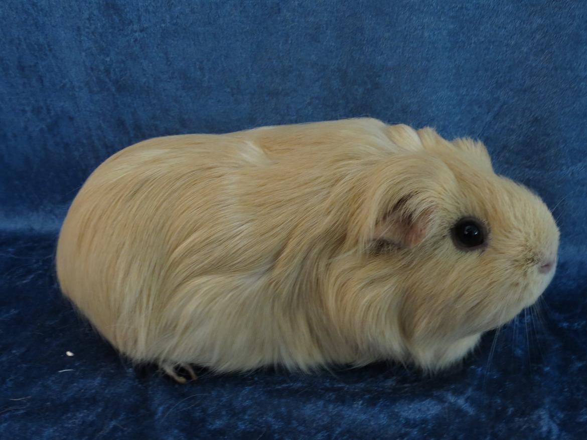 Marsvin Little Diamonds Creamie Light billede 3