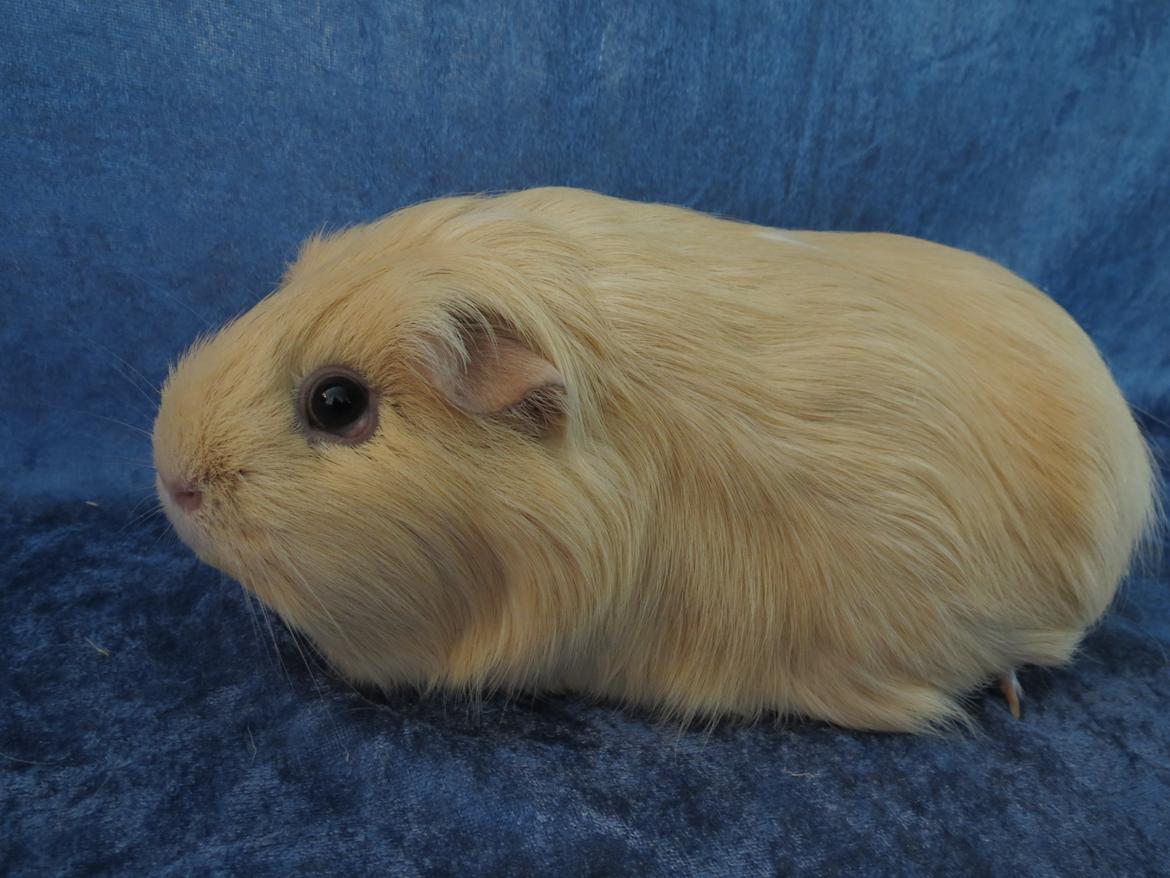 Marsvin Little Diamonds Creamie Light billede 2