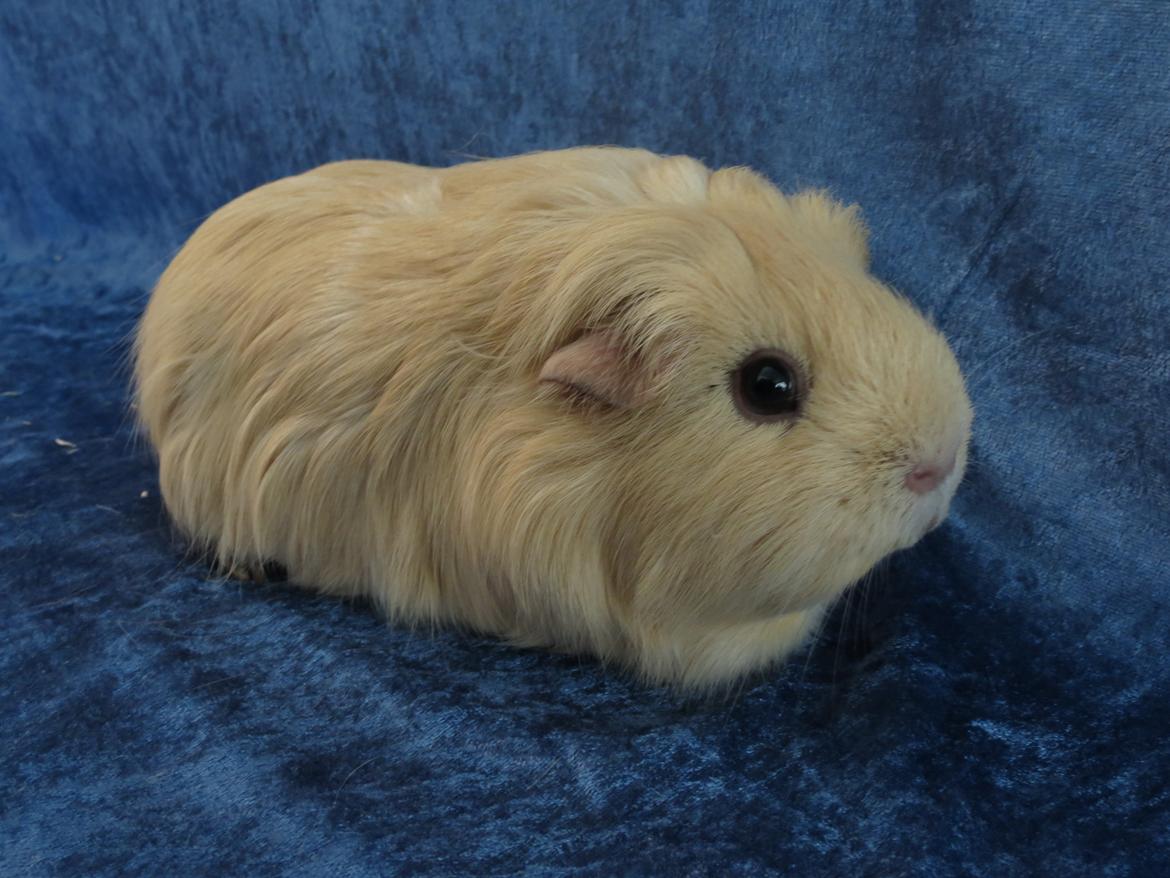 Marsvin Little Diamonds Creamie Light billede 1