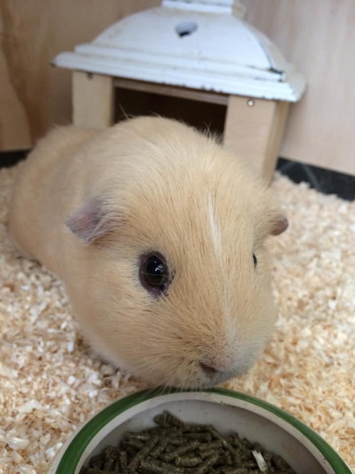 Marsvin Little Diamonds Maestro billede 6