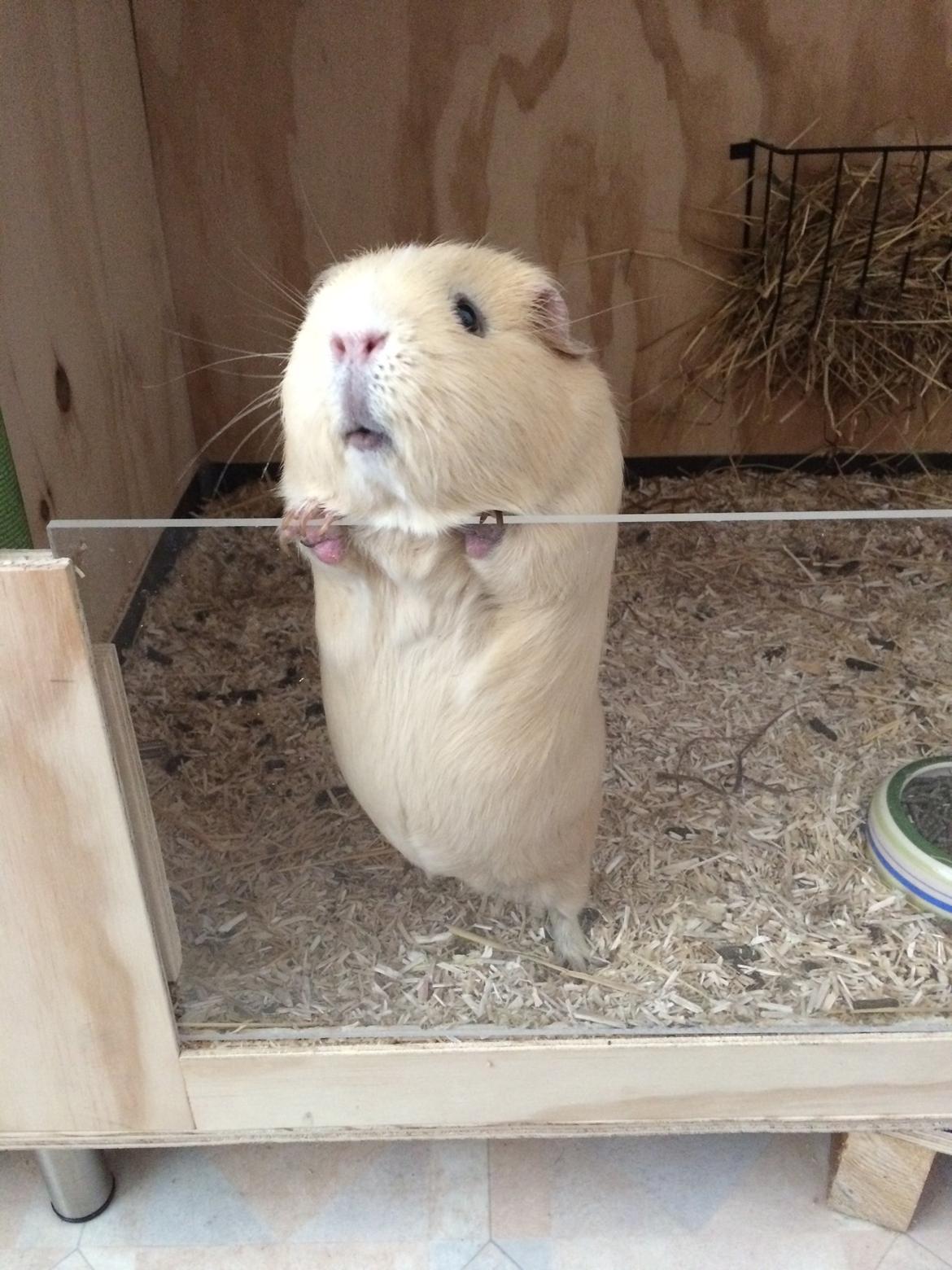 Marsvin Little Diamonds Maestro billede 8