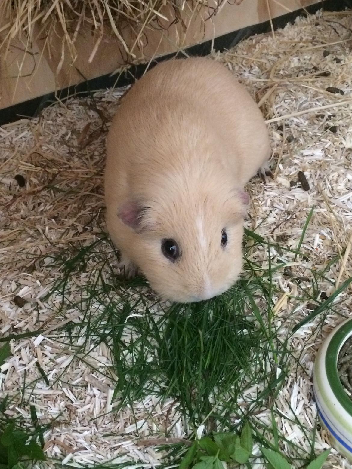 Marsvin Little Diamonds Maestro billede 9