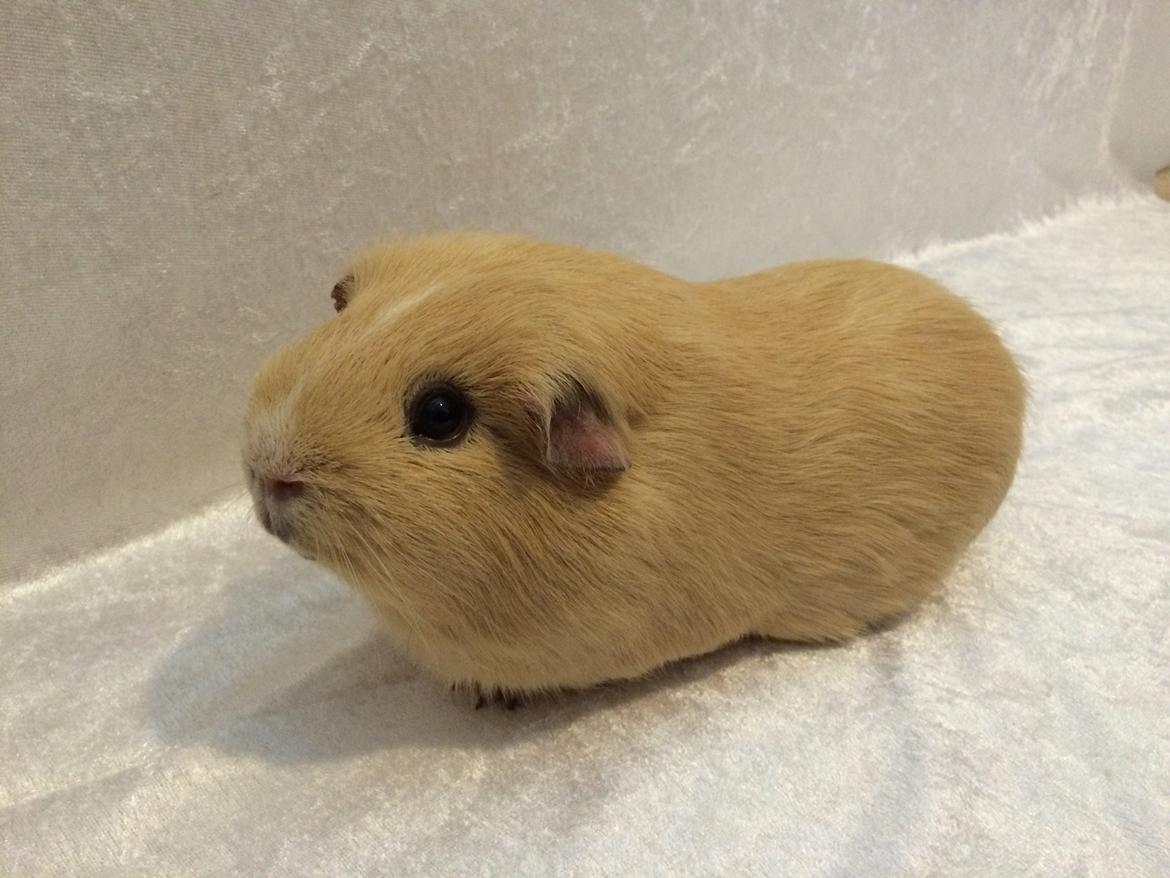 Marsvin Little Diamonds Maestro billede 7