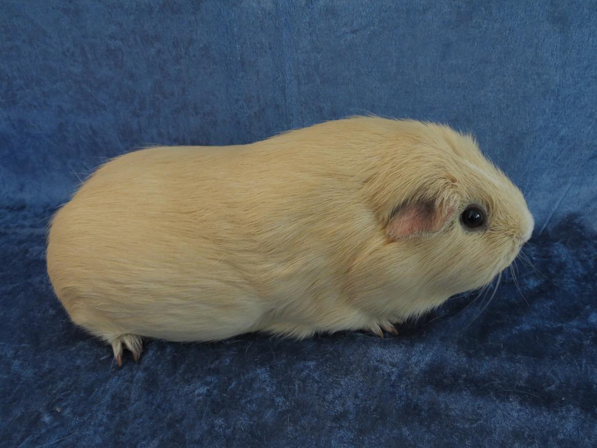 Marsvin Little Diamonds Maestro billede 2