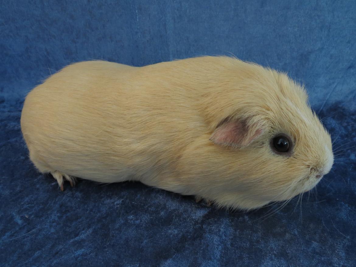 Marsvin Little Diamonds Maestro billede 3