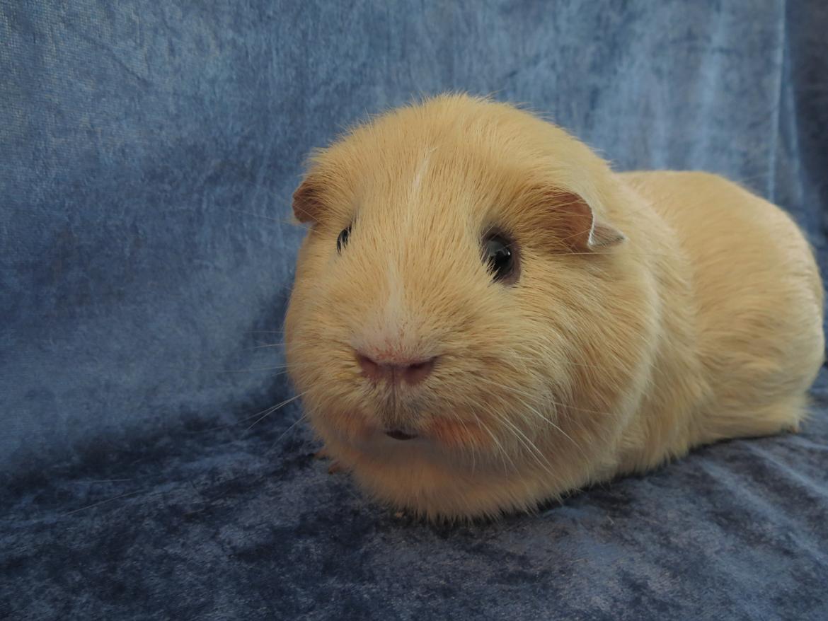 Marsvin Little Diamonds Maestro billede 4