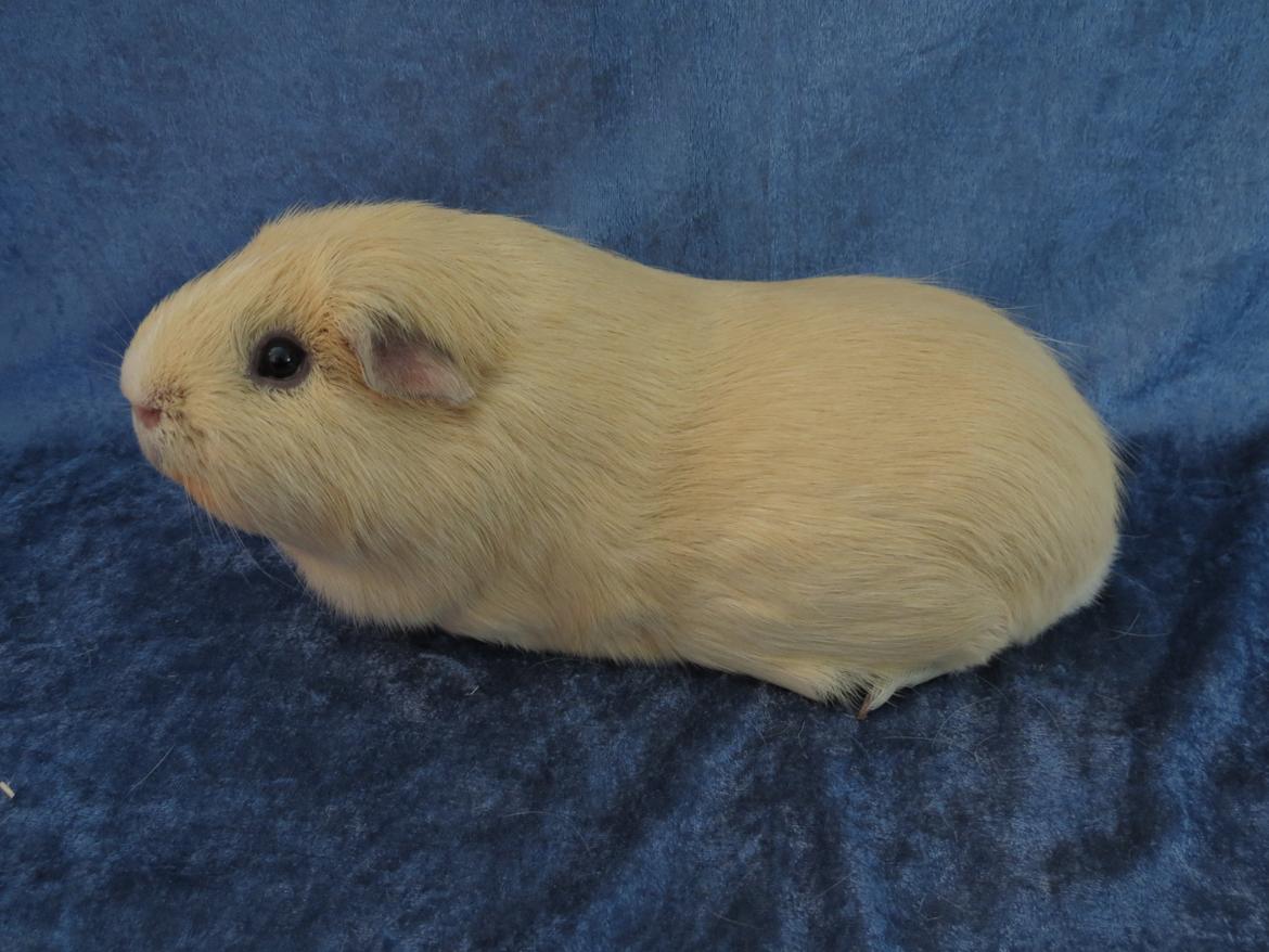 Marsvin Little Diamonds Maestro billede 5