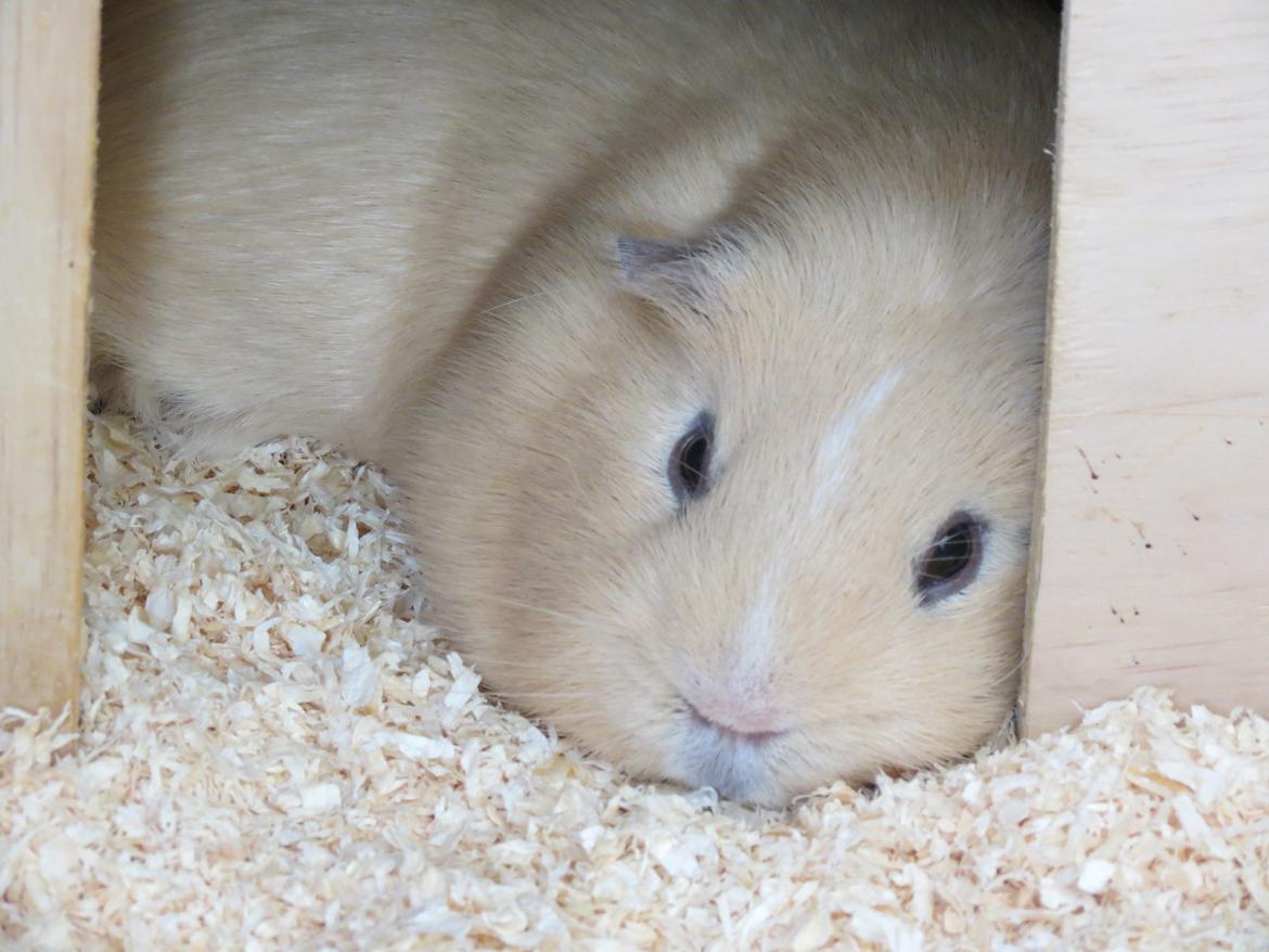 Marsvin Little Diamonds Maestro billede 1