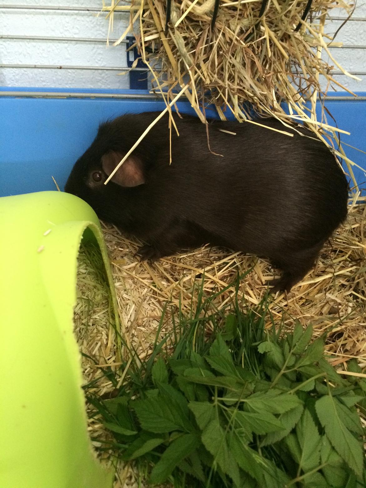 Marsvin Saagers Anthon billede 10