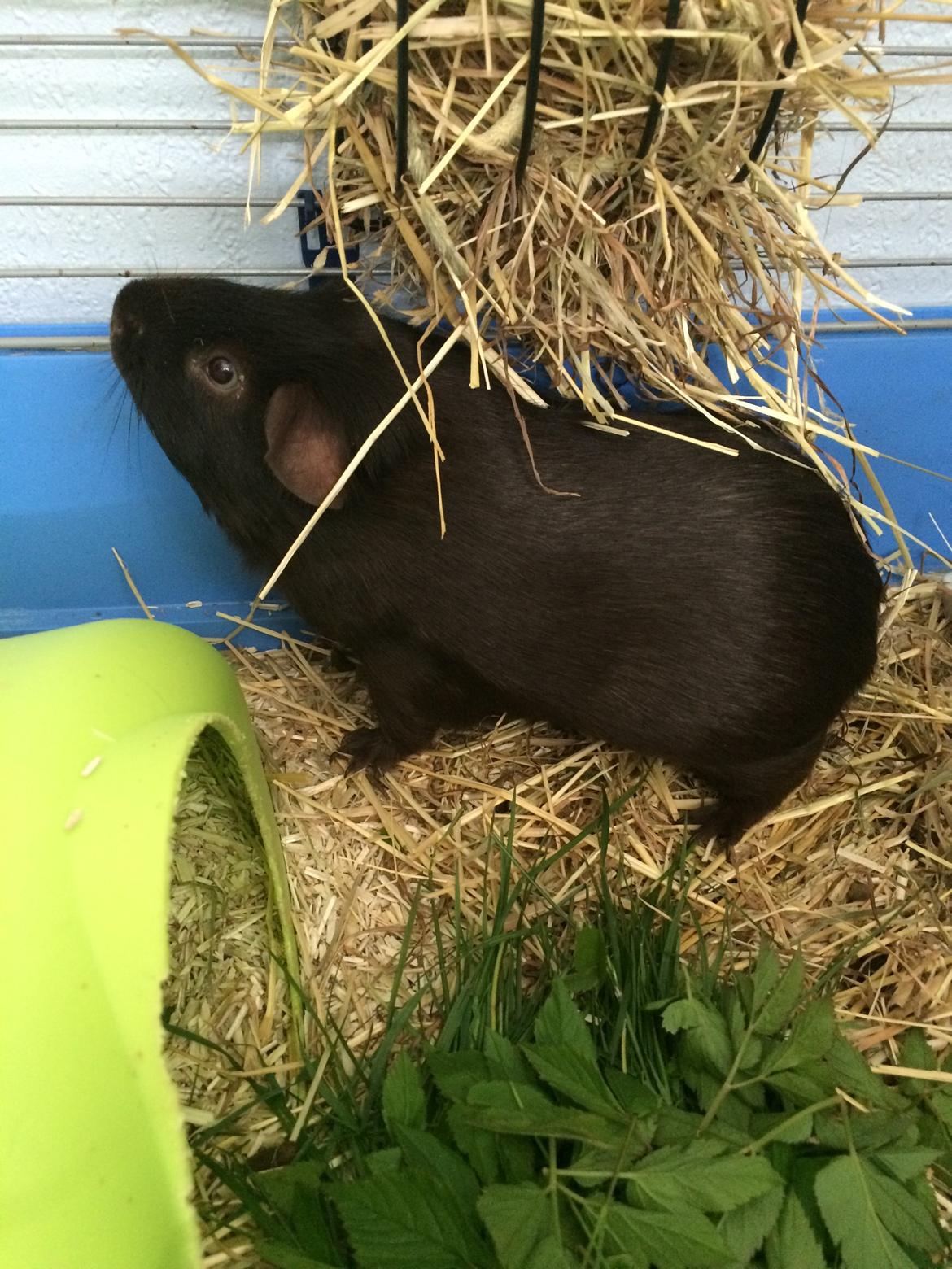 Marsvin Saagers Anthon billede 11