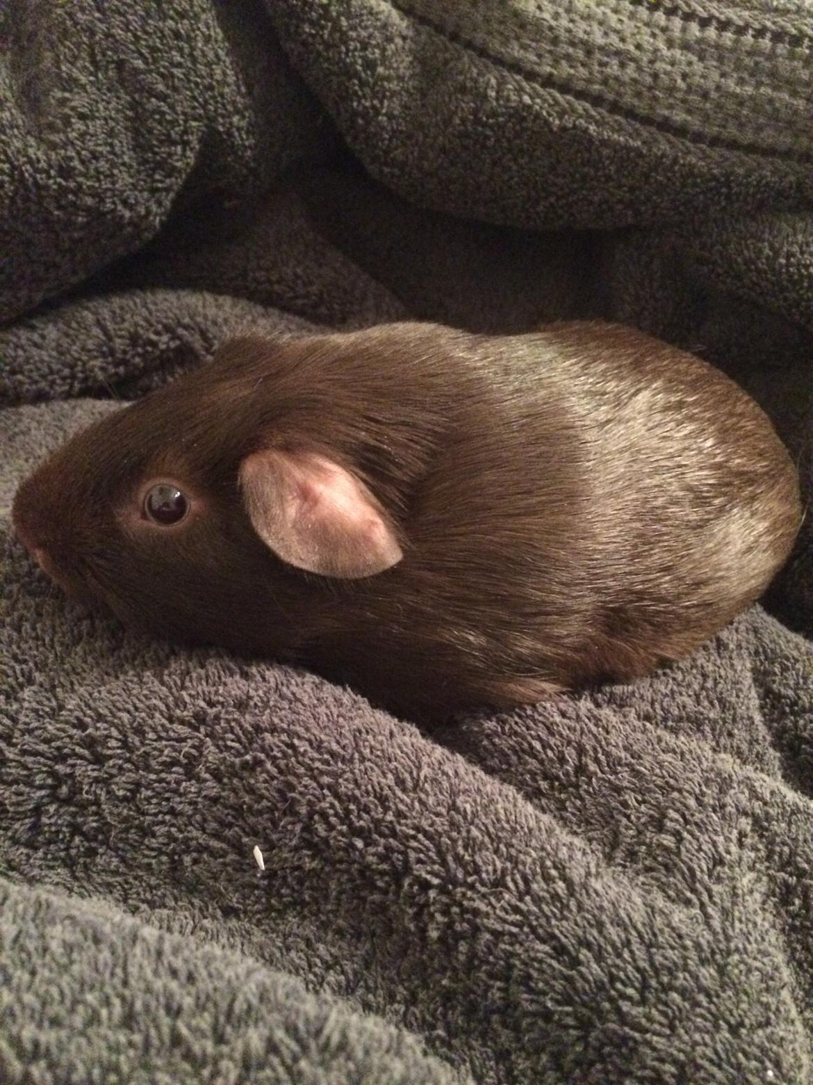 Marsvin Saagers Anthon billede 9