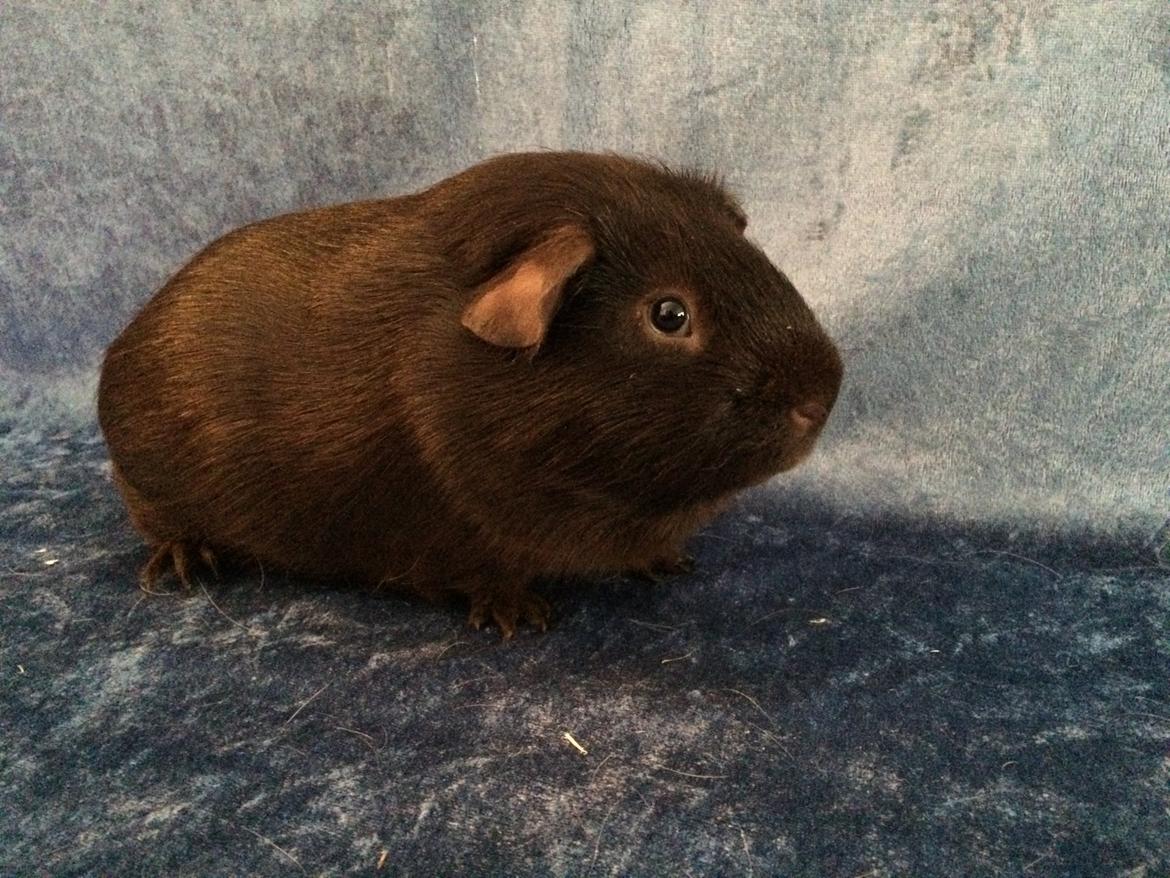 Marsvin Saagers Anthon billede 13