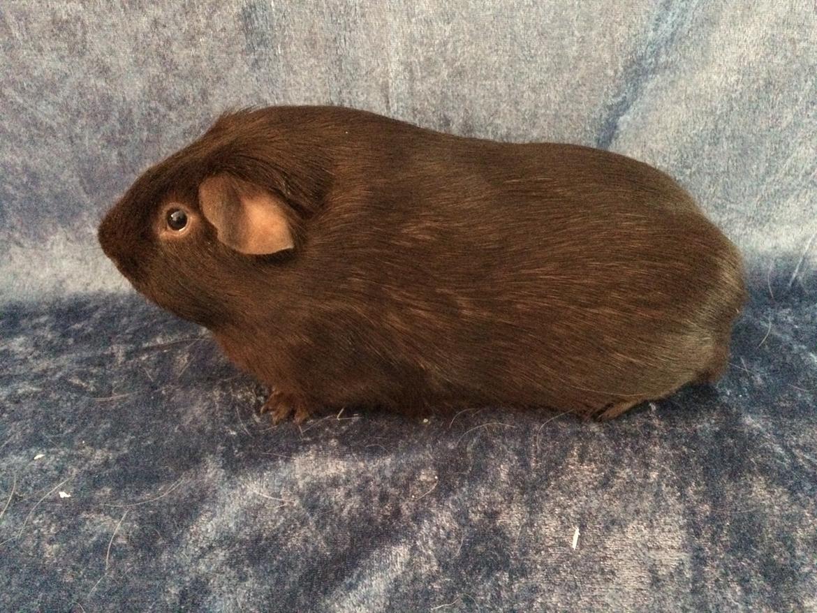 Marsvin Saagers Anthon billede 14