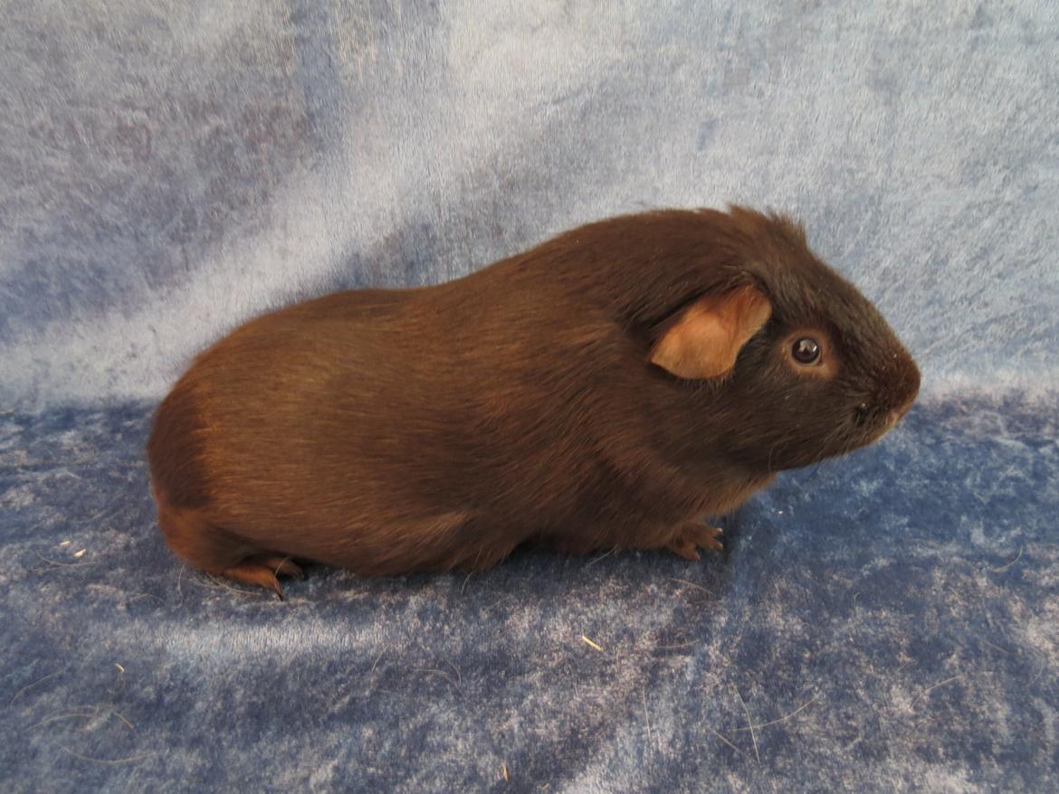 Marsvin Saagers Anthon billede 7