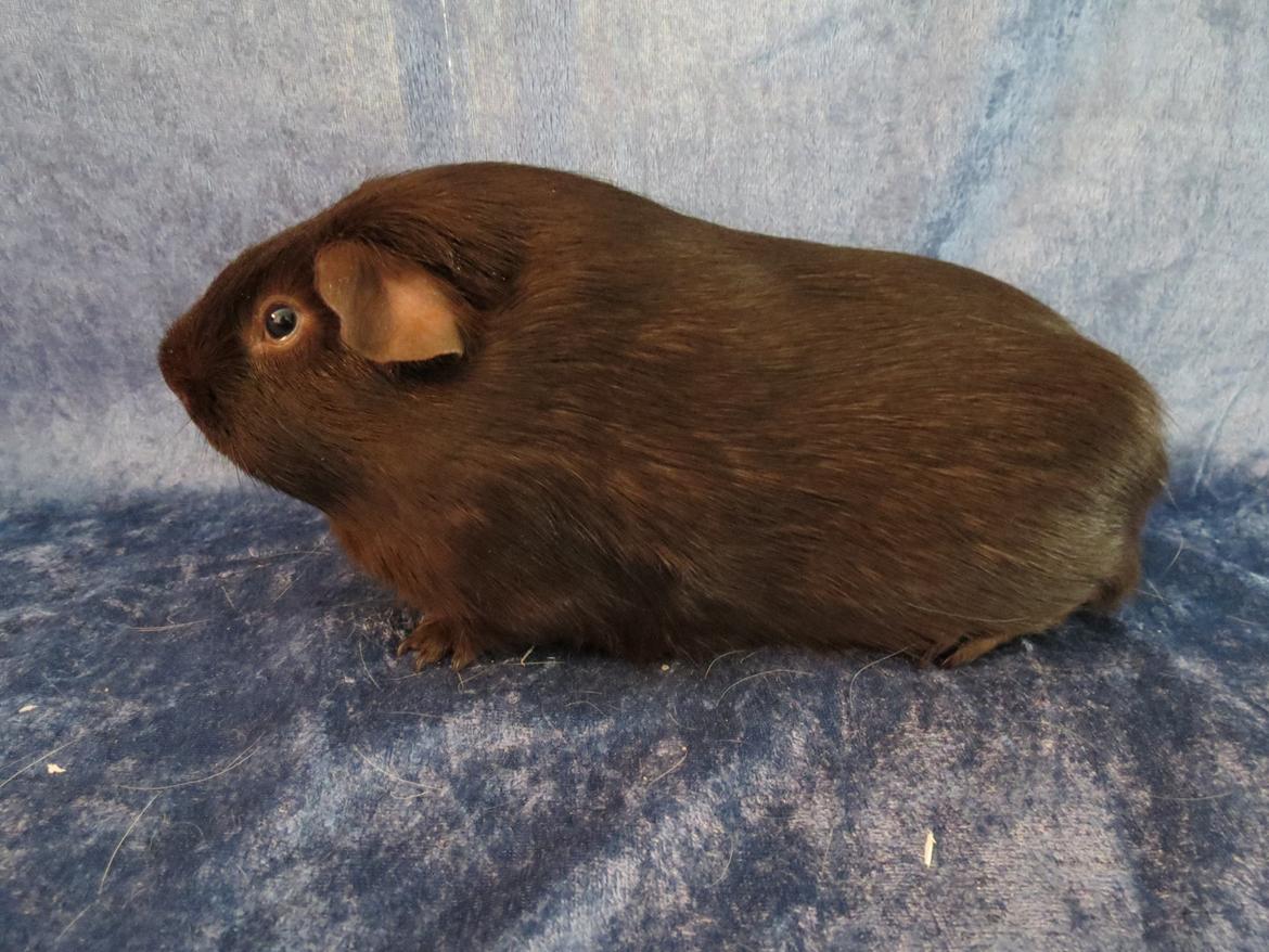 Marsvin Saagers Anthon billede 15