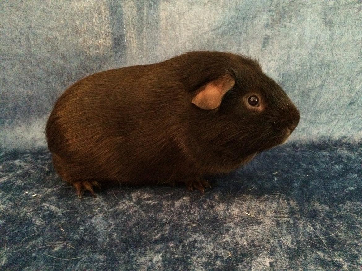 Marsvin Saagers Anthon billede 12