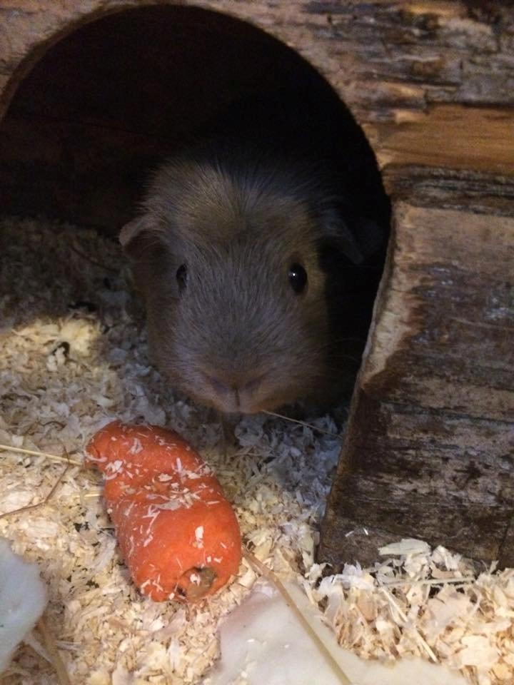 Marsvin Little Diamonds Bella Donna billede 6