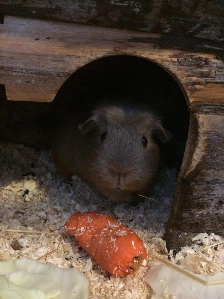 Marsvin Little Diamonds Bella Donna billede 7