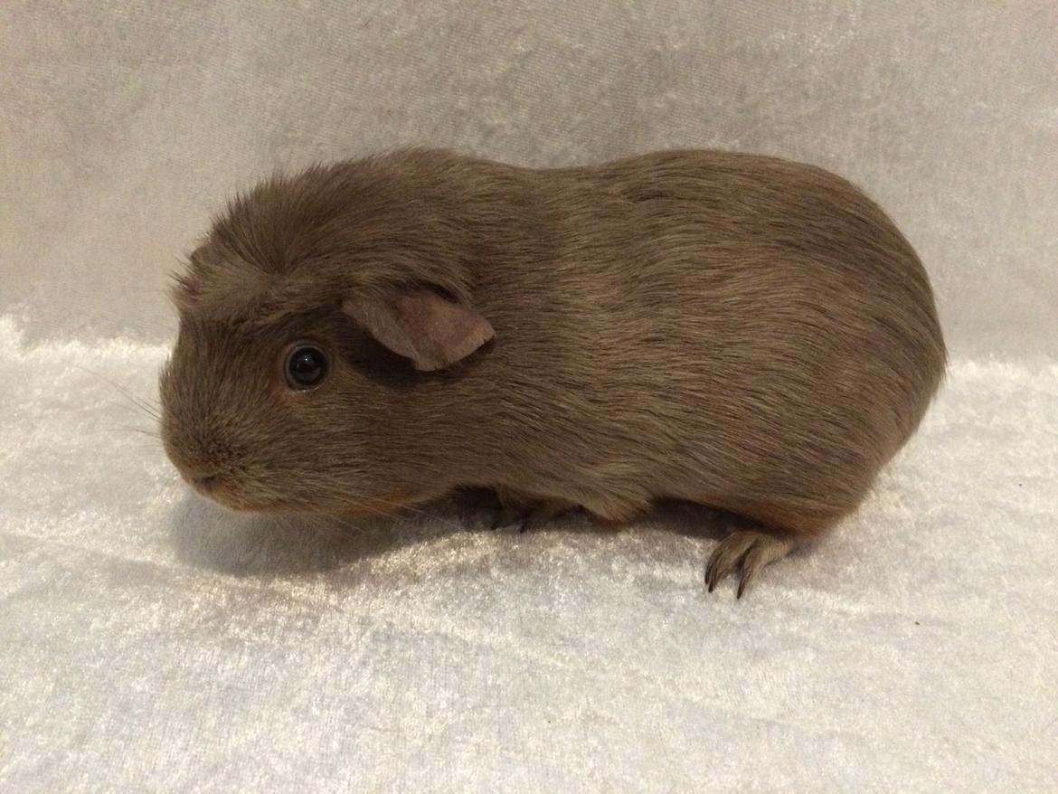 Marsvin Little Diamonds Bella Donna billede 9