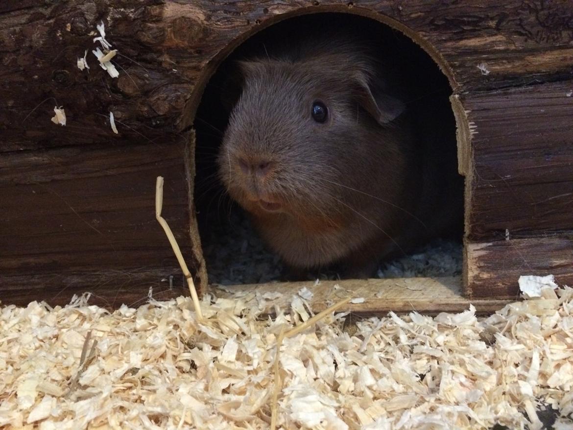 Marsvin Little Diamonds Bella Donna billede 5