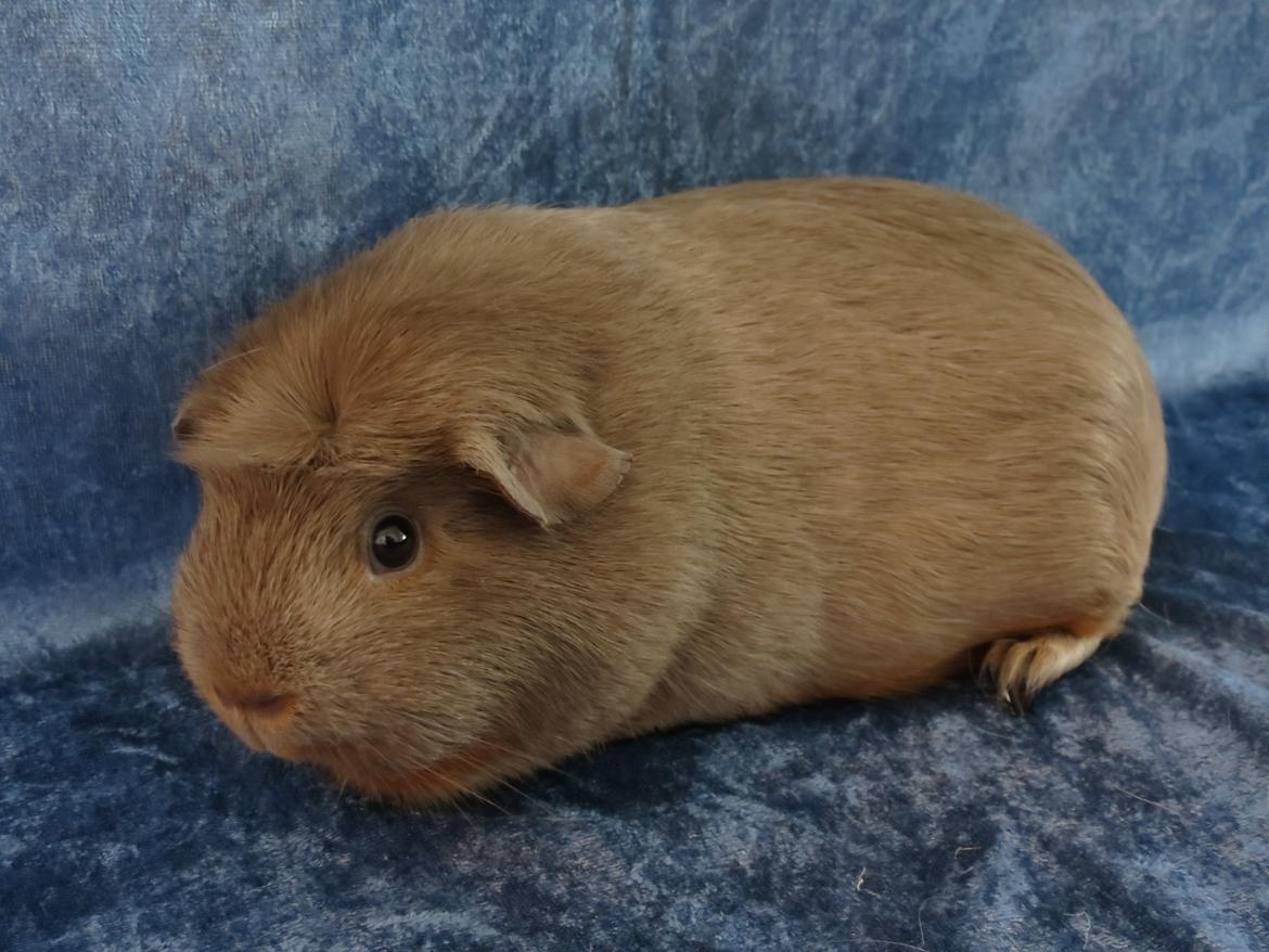 Marsvin Little Diamonds Bella Donna billede 2