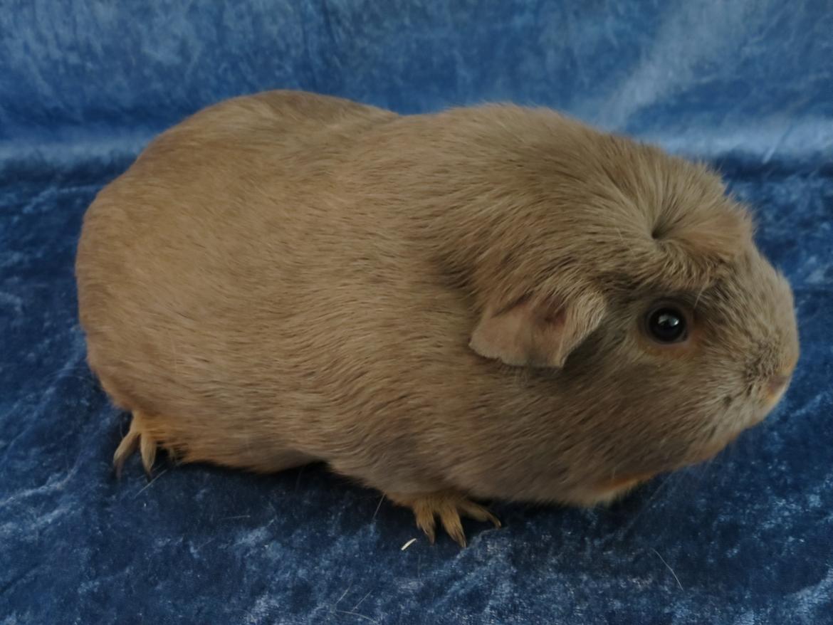 Marsvin Little Diamonds Bella Donna billede 4