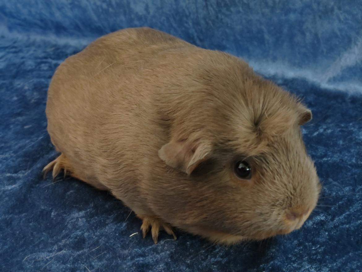 Marsvin Little Diamonds Bella Donna billede 3