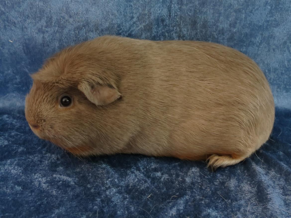 Marsvin Little Diamonds Bella Donna billede 1