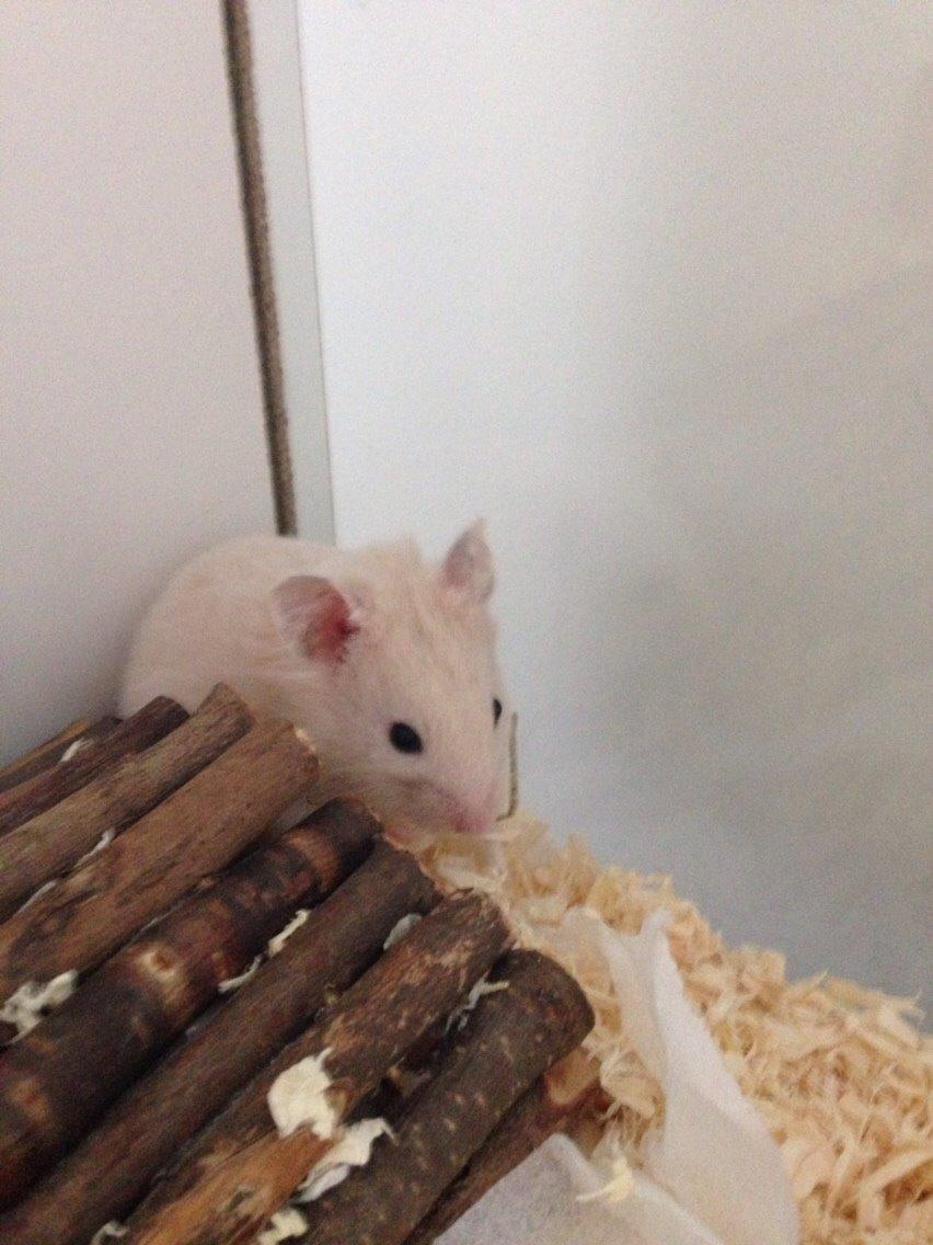 Hamster Pudding billede 2