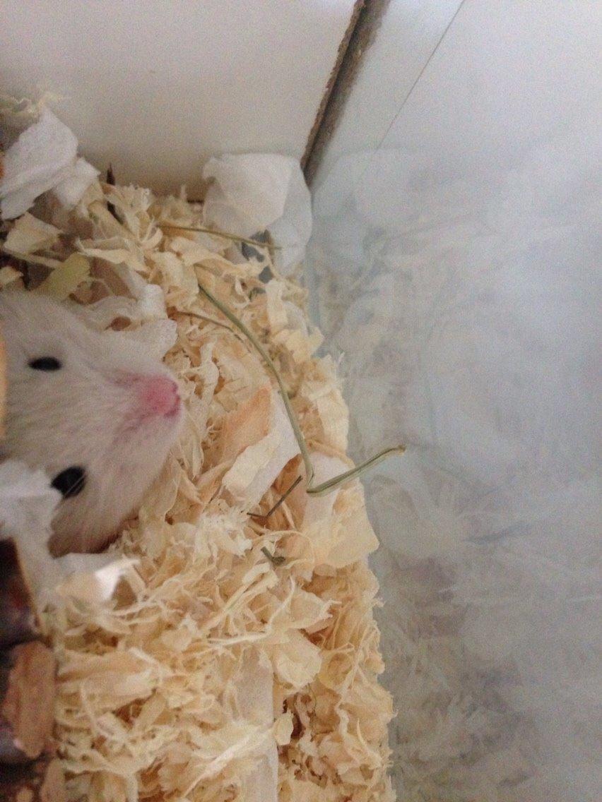 Hamster Pudding billede 3