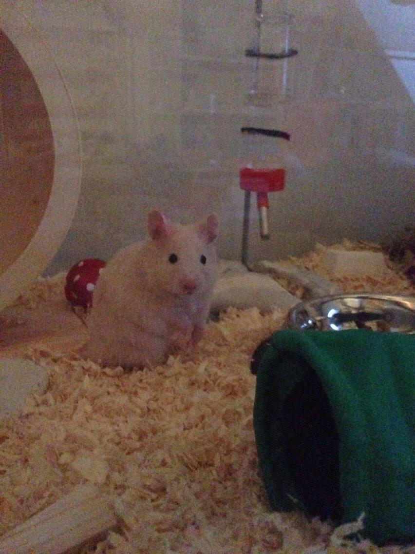 Hamster Pudding billede 4