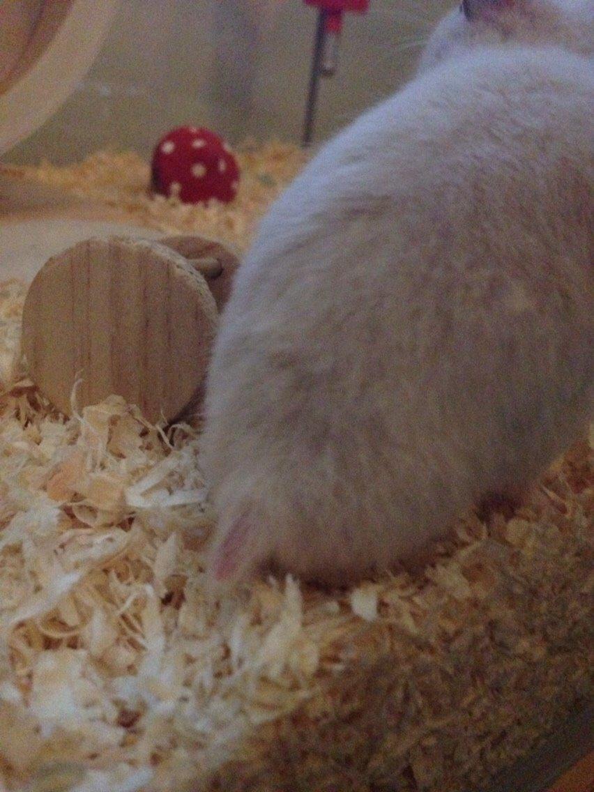 Hamster Pudding billede 5