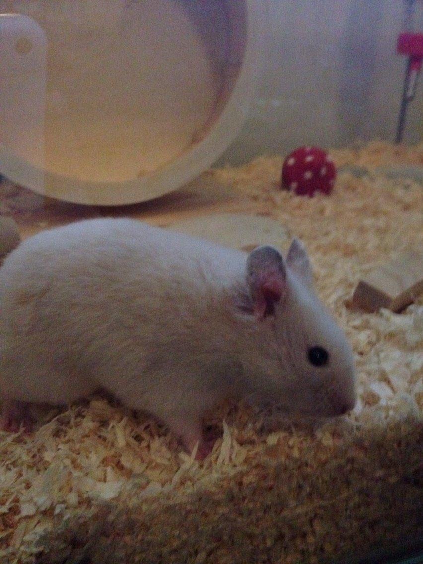 Hamster Pudding billede 6